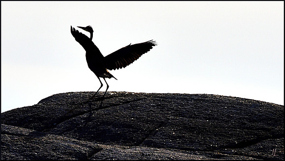 Crane Dance on Breakfast Rock w sig DSC_3137