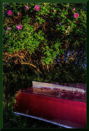 Boat and Roses for web DSC_5102