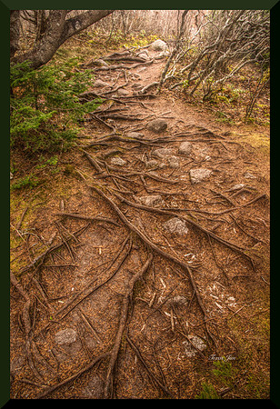 Genuine Path for web DSC_9183