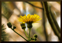 Dandelion Flower