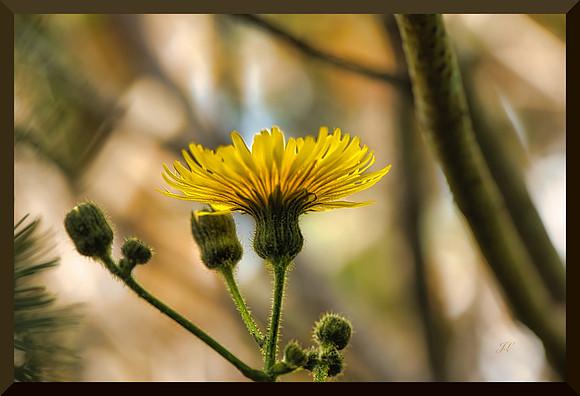 Dandelion Flower
