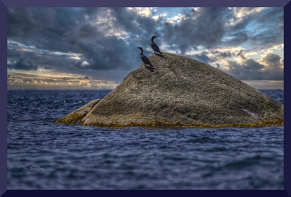 Cormorants on a Rock DSC_5281