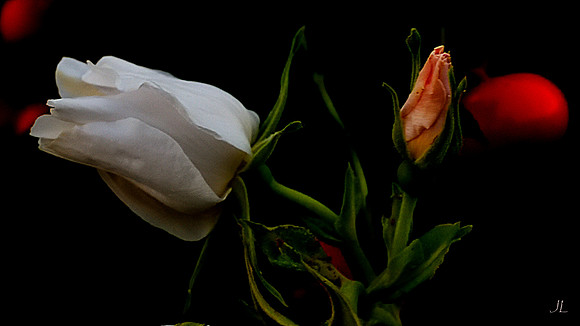 Wild White Rose w sig DSC_2664