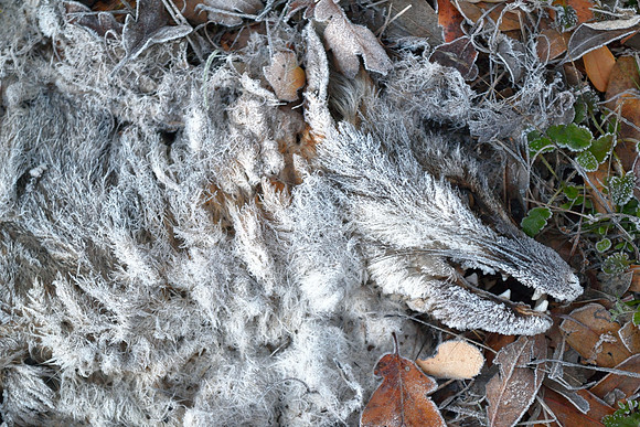 Dead Fox and Frost Close-up DSC_0123