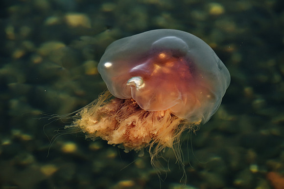 Jellyfish Ballet 40 DSC_0231