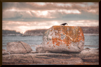Crow on a Rock for web DSC_0335