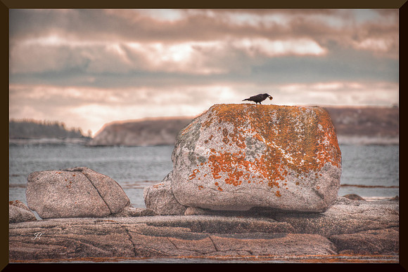 Crow on a Rock for web DSC_0335