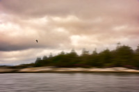 Lone Gull DSC_0287