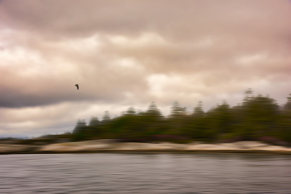 Lone Gull DSC_0287