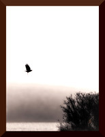 Blackbird Fly DSC_0728