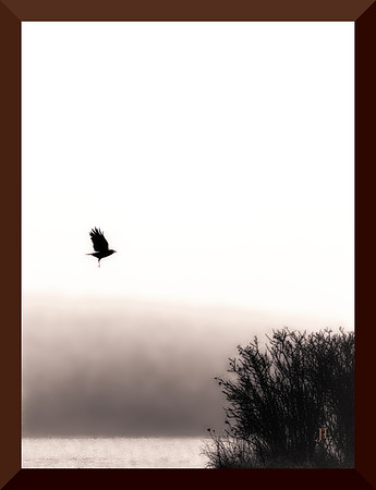 Blackbird Fly DSC_0728