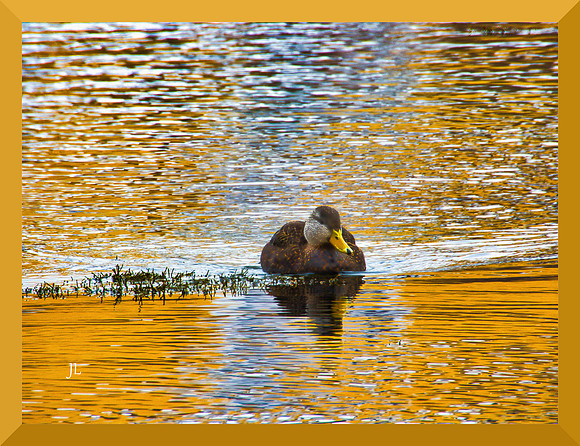 Puffy Duck for web DSCN0200