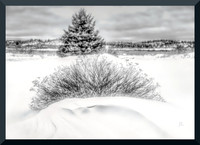 Drift and Bush DSC_0823