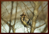 Waxwing maybe DSC_0981