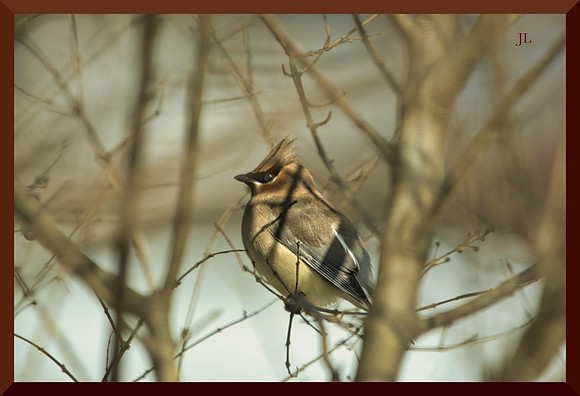 Waxwing maybe DSC_0981