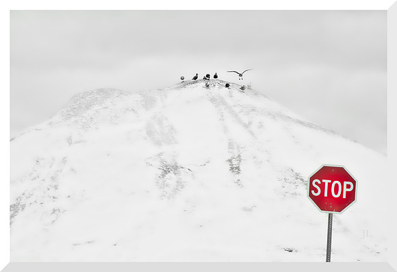 Stop DSC_1041