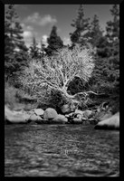 Dead Tree DSC_1056