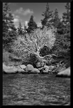Dead Tree DSC_1056