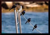 Grackles DSC_1563