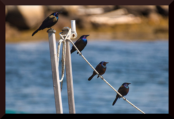 Grackles DSC_1563