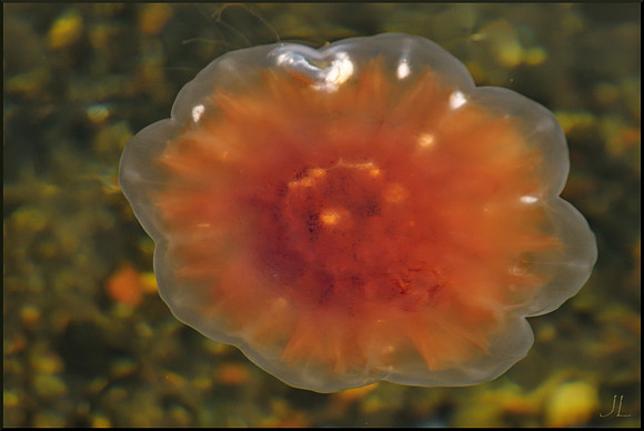Jellyfish Ballet 7 w sig DSC_0167