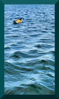 Goose
