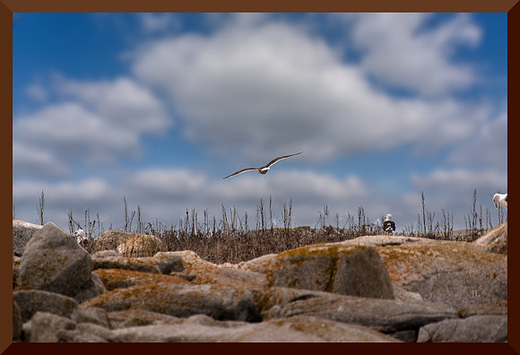 Gulls on Hopson DSC_1547