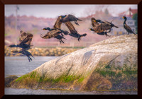 Cormorants DSC_1629