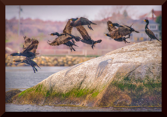 Cormorants DSC_1629
