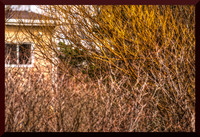 Golden Limbs of Spring for web DSC_1230