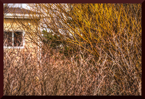 Golden Limbs of Spring for web DSC_1230