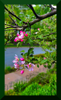 Apple Blossom