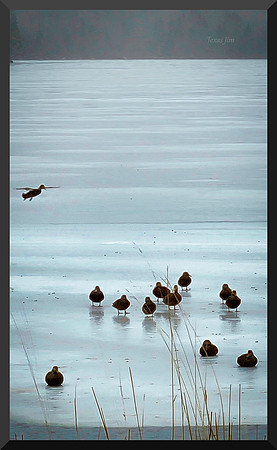 Ducks on Ice