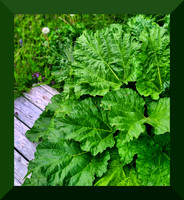 rhubarb
