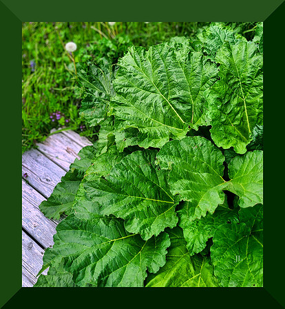rhubarb