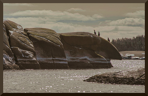 Shags on a Rock