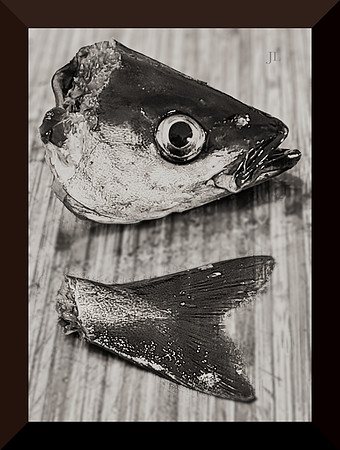 Fish Head