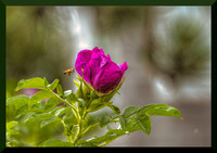 Rose and Bee for web DSC_1810
