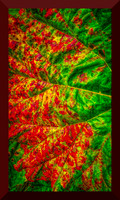 Rhubarb Leaf Old