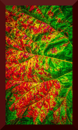 Rhubarb Leaf Old