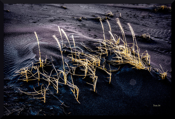 Sea Grass in a Breeze DSC_6170