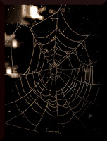 Web DSC_1820