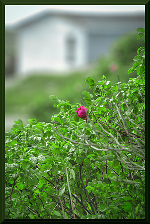 Wild Rose by the Sea w sig-bord for web DSC_7266