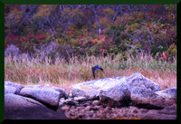 Crow Flying for web DSC_1934