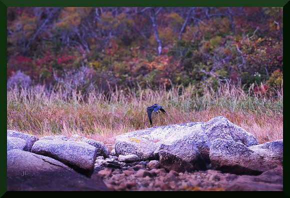 Crow Flying for web DSC_1934