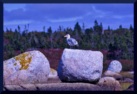 Young Gull for web DSC_1959
