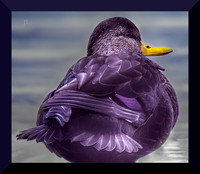 Duck DSC_1972