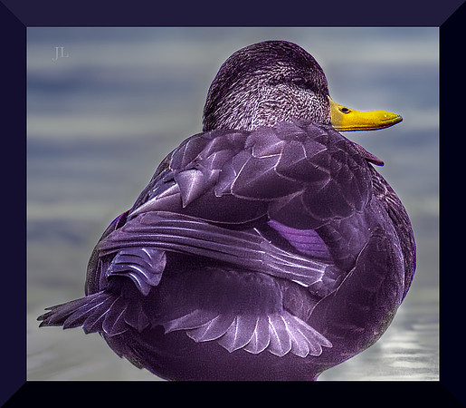 Duck DSC_1972