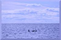DSC_1881