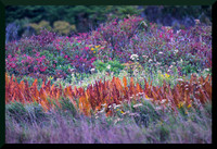 Layers of Colour for web DSC_1918